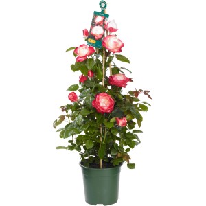 Nostalgie Rose im Topf, ca. 23 cm Ø, Beetrose mit rosa-weißen Blüten.