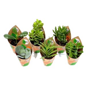 6er Set GROW by OBI Sukkulenten im Topf (Ø 5,5cm), verschiedene Sorten.