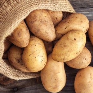 Pflanzkartoffeln Annabelle im Jutesack, 10 Stück. Ideal zum Anpflanzen im Garten.