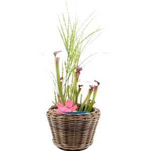 OBI Flechtkorb mit Wasserpflanzen-Mix: Schlauchpflanze, Ziergras und Kunstseerose im Topf.