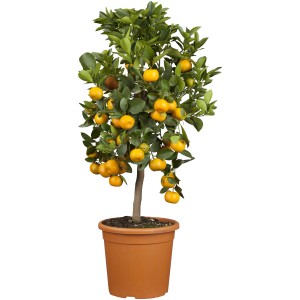 Citrus Stamm Calamon mit orangen Früchten im Topf, Kübelpflanze.