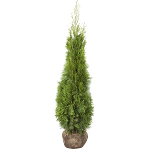 Smaragd Lebensbaum (Thuja) im Set, ca. 100-120cm hoch, als Heckenpflanze geeignet.
