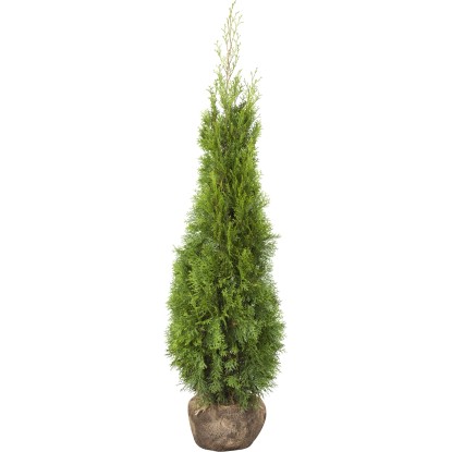 sansevieria fernwood ikea Snake Plant