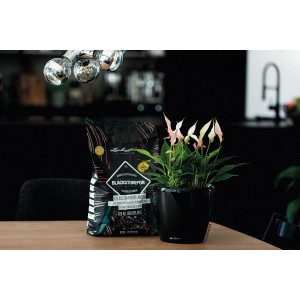 Lechuza Blackstone Pon Pflanzsubstrat 12L, schwarze Kübelpflanzenerde für Zimmerpflanzen.