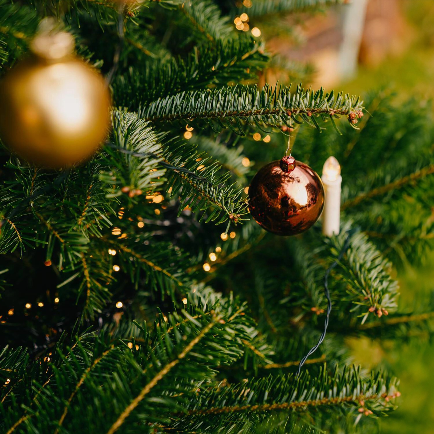 Weihnachtsbaum Echte Nordmanntanne 125 150 cm hoch gesägt kaufen bei OBI