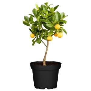 Citrus Stamm Zitrone im Topf, ca. 20 cm Ø. Kübelpflanze mit grünen Blättern und gelben Zitronen.