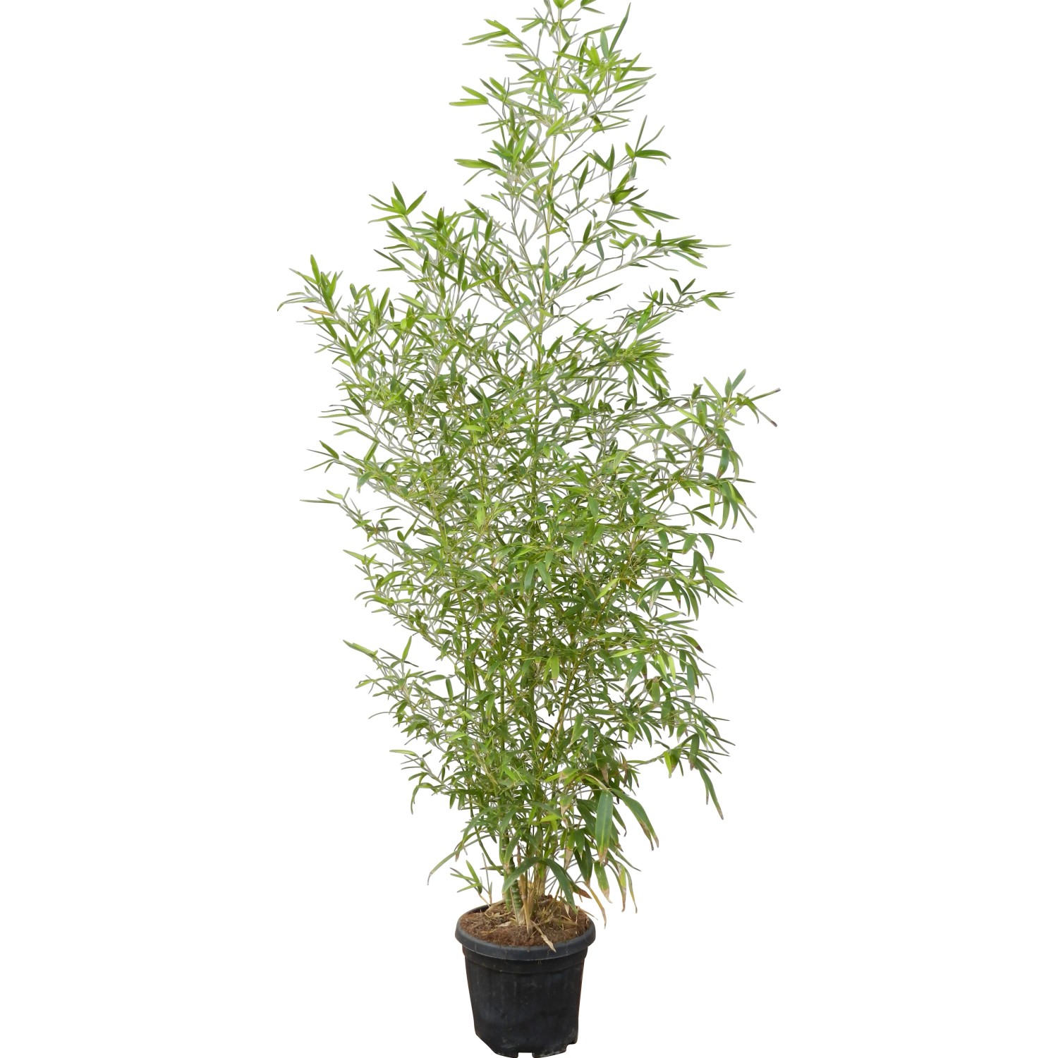 rhizomsperre bambus tiefe Rhizomensperre 70 cm – Bambus Wurzelblocker HDPE – NOOR Online main image 1