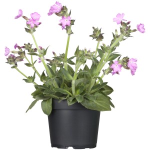 Lichtnelke 'Rollies Favourite' im Topf, rosa Blüten, ca. 19 cm Topf-Ø.