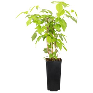 Himbeere 'Raspbeary' im Topf, ca. 30-40 cm hoch, mit frischem Grün.