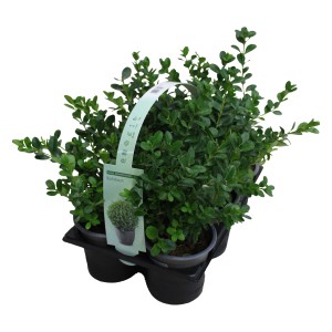 Buchsbaum Höhe ca. 5 - 10 cm Topf-Ø ca. 9 cm Buxus sempervirens 6er Pack