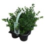 6er Pack Buchsbaum (Buxus sempervirens), ca. 5-10 cm hoch, im 9 cm Topf, für Hecken und Formschnitt.