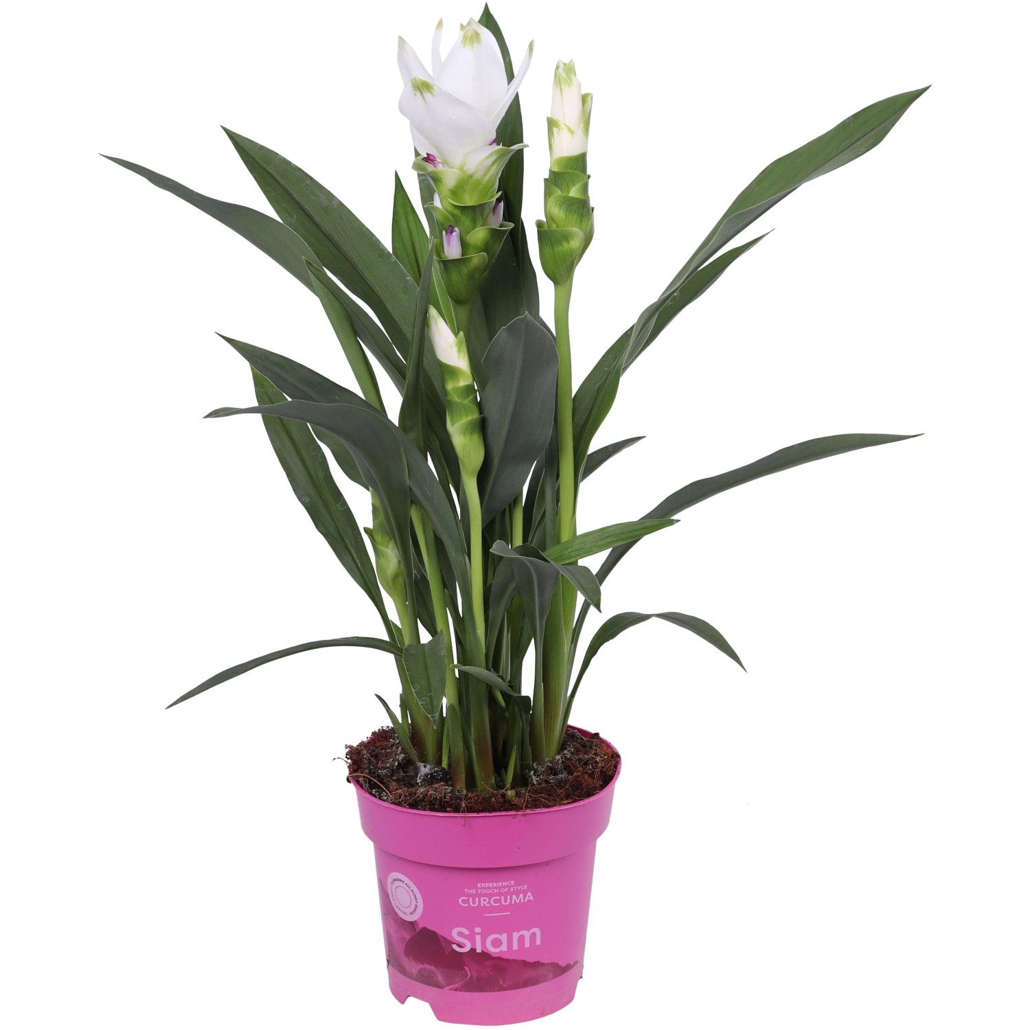 solitrpflanze zimmerpflanze Palmlilie Yucca Rostrata Zimmerpflanze 55cm 170cm kaufen