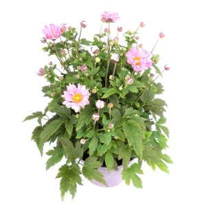 Herbst-Anemone XL, ca. 60cm hoch, mit rosa Blüten und grünen Blättern im Topf.