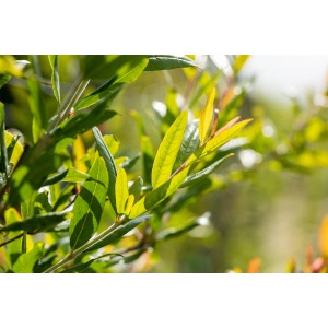 Detailaufnahme: Grüner Granatapfelbaum (Punica granatum) mit Blättern.