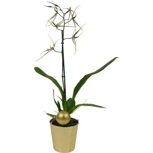 Weihnachtsarrangement mit Orchidee Topf-Ø ca. 12 cm