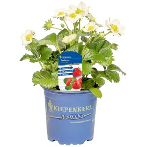 Kiepenkerl Erdbeere 'Rendezvous' im Topf, mit weißen Blüten und grünen Blättern.