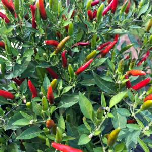Blu Bio-Thai-Chili (Capsicum annuum) im Topf mit roten und grünen Schoten.