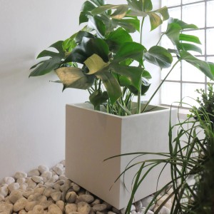 Quadratischer, perlweißer Deroma Pflanzkübel Cubo Millennium 25x25x25 cm mit Pflanze.