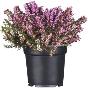 Winterheide Twins Erica darleyensis im Topf, mit rosa und weißen Blüten.