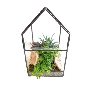 Modernes Zimmerpflanzen-Arrangement im geometrischen Glashaus aus Glas & Metall mit Haworthie, Pilea & Holzdeko.