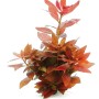 Dennerle Aquariumpflanze Ludwigia Repens Rubin mit roten Blättern für ein Aquarium.