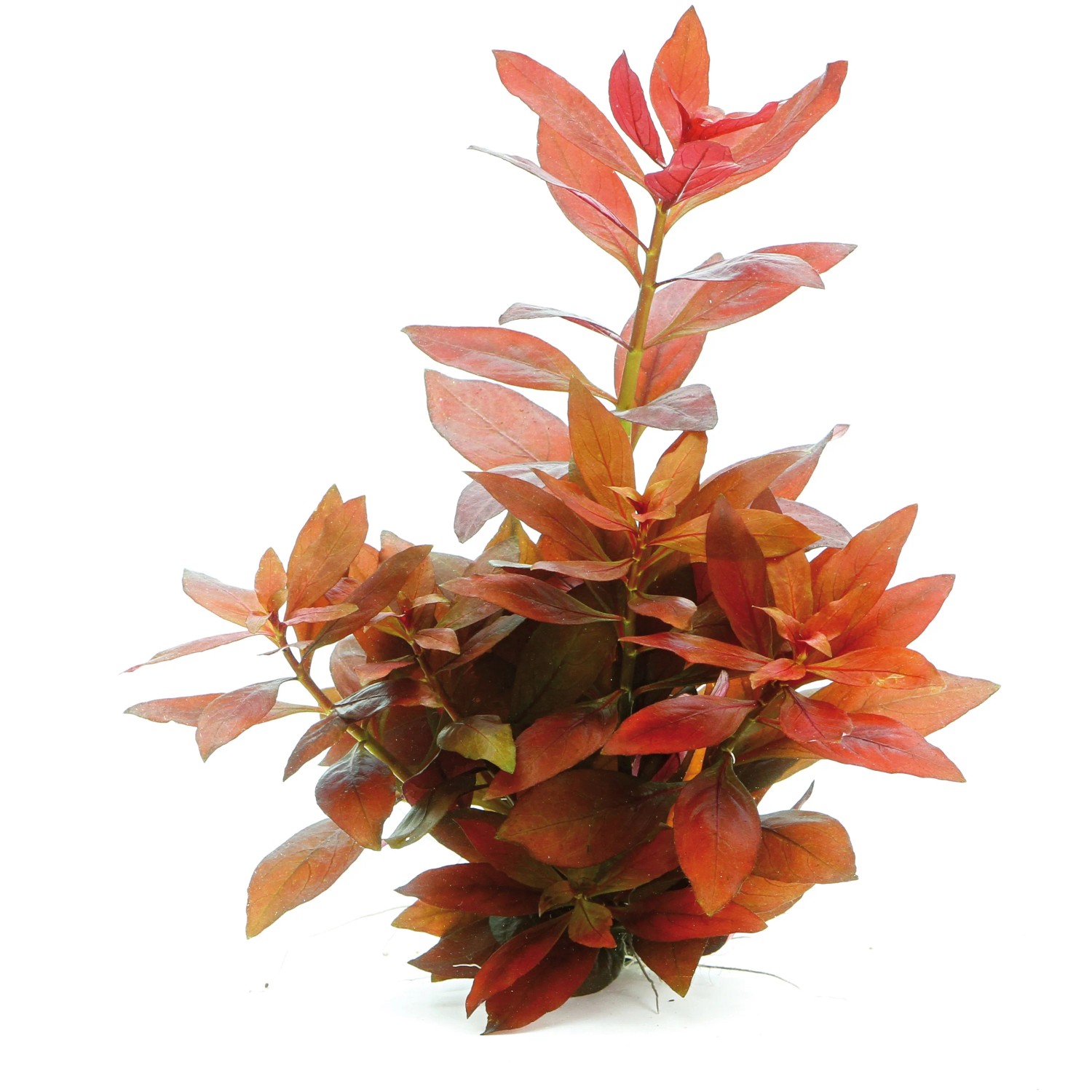 Dennerle Aquariumpflanze Ludwigia Repens Rubin mit roten Blättern für ein Aquarium.
