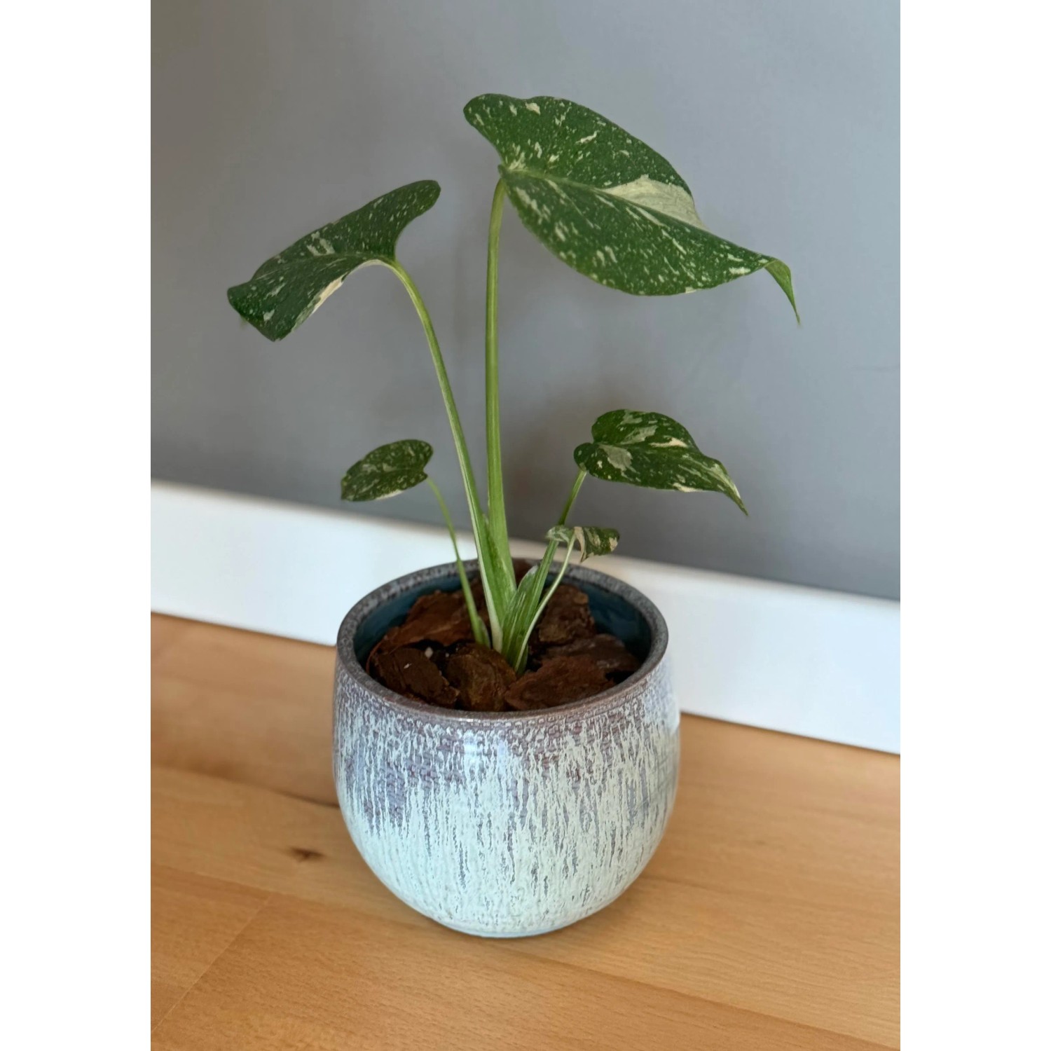 Fensterblatt "Thai Constellation" Hhe ca. 5 - 10 cm Topf- ca. 9 cm  Monstera kaufen bei OBI