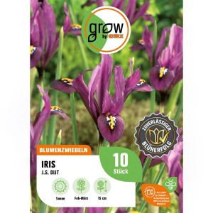 Schwertlilie 'J.S. Dijt Purple' von GROW by OBI, 10 Stück, tiefviolette Blüten, ideal für Steingärten.