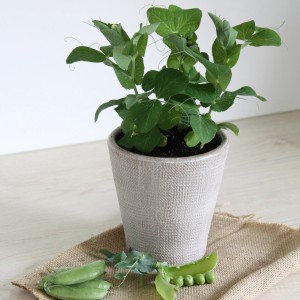 Blu Zuckererbse im Topf (Ø 12cm). Fruchtgemüse mit grünen Blättern und Erbsenschoten.