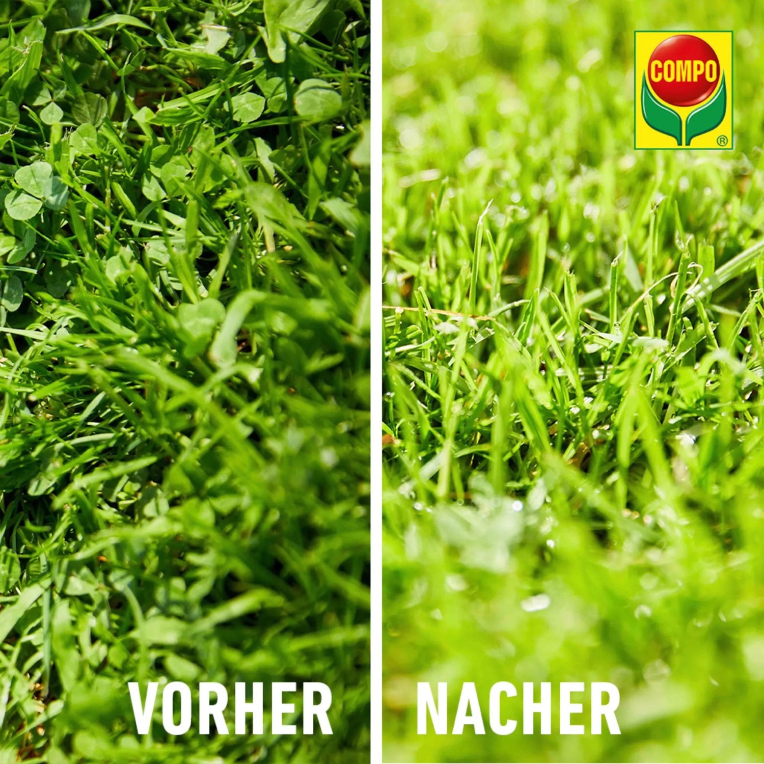 Vorher/Nachher: Rasen mit Unkraut vor und nach der Behandlung mit Compo Banvel Quattro AF.