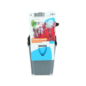 Kardinalslobelie Rot Topf-Ø ca. 9 cm Lobelia cardinalis