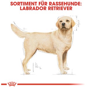 Illustration eines Labrador Retrievers, passend zum Royal Canin Hundefutter für Labrador Retriever.