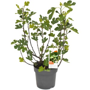 GROW by OBI Feigen Busch Firoma Höhe ca. 42 cm Topf 6 l Ficus carica