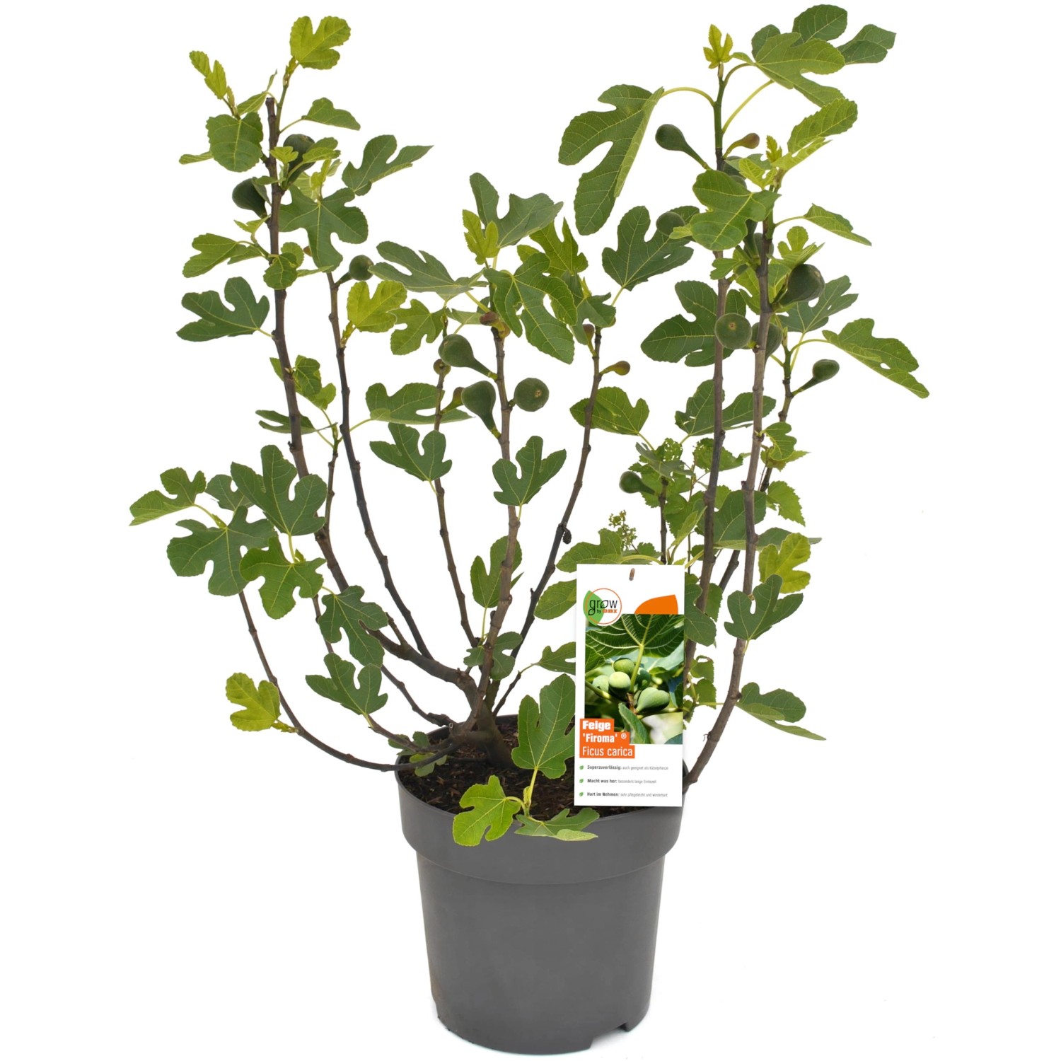 GROW by OBI Feigenbusch Firoma im Topf, ca. 42cm hoch, mit grünen Blättern und kleinen Feigen.