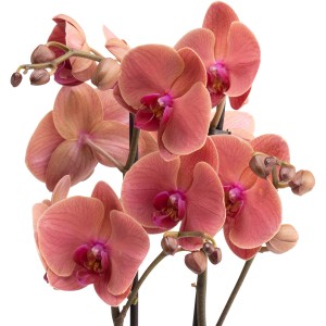 Schmetterlingsorchidee Asian Coral von GROW by OBI, korallefarbene Blüten mit pinkfarbenem Zentrum.