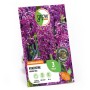 GROW by OBI Hyazinthe Woodstock Purpur, Blumenzwiebel mit violetten Blüten.