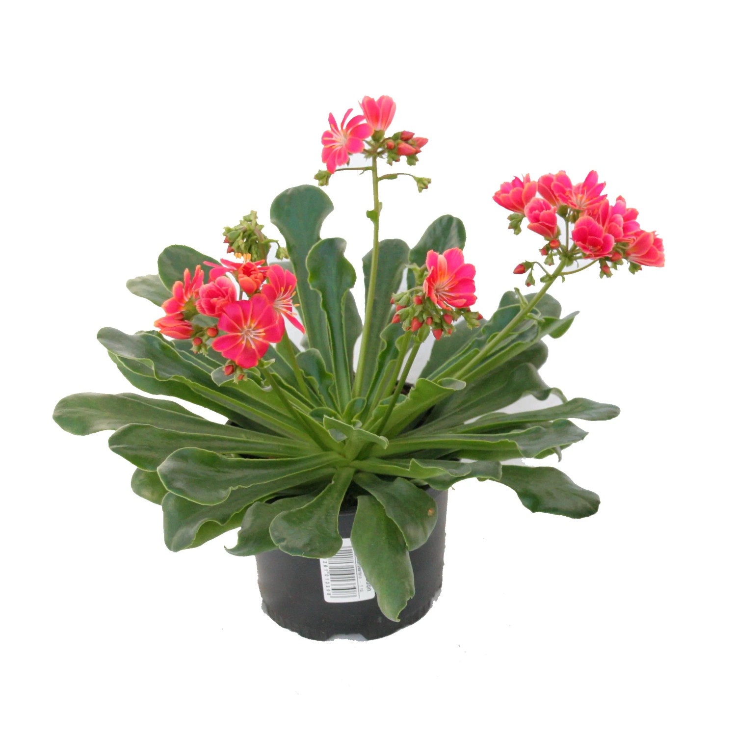 Porzellanrößchen Rosa Topf-Ø ca. 13 cm Lewisia Cotyledon kaufen bei OBI