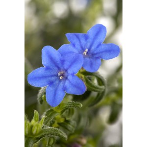 Nahaufnahme der blauen Blüten der GROW by OBI Scheinsteinsame 'Grace Ward' im Topf.
