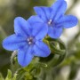 Nahaufnahme der blauen Blüten der GROW by OBI Scheinsteinsame 'Grace Ward' im Topf.