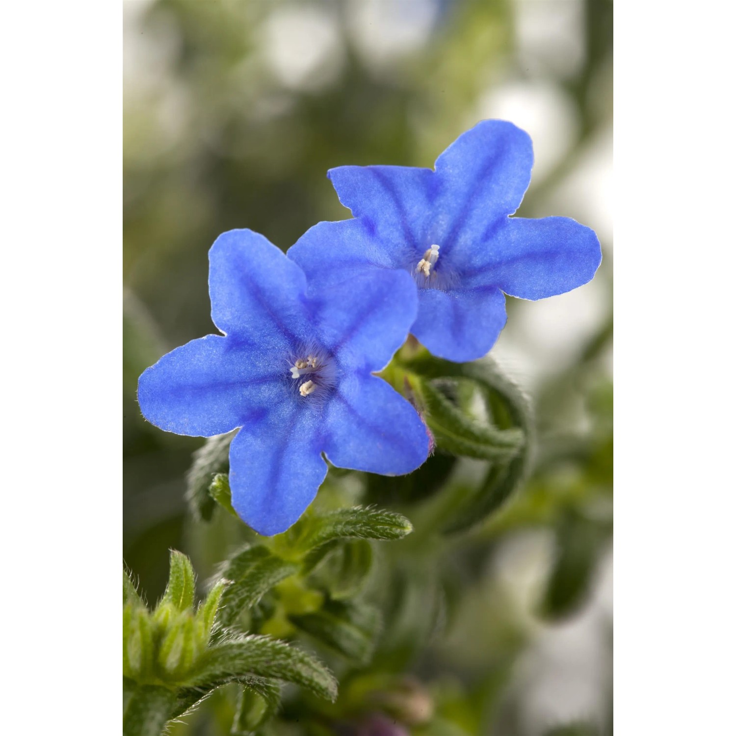 Nahaufnahme der blauen Blüten der GROW by OBI Scheinsteinsame 'Grace Ward' im Topf.