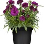 Gartennelke Violett im Topf, ca. 11 cm Durchmesser. Stehpflanze mit violetten Blüten und grünen Blättern.
