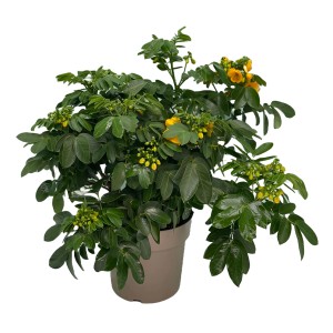 Gelbe Gewürzrinde (Cassia corymbosa) im Topf, eine blühende Kübelpflanze von GROW by OBI.