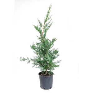 GROW by OBI Grüne Baumzypresse Höhe ca. 80 cm Cupressocyparis leylandii