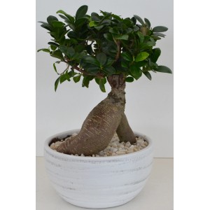 Ficus Bonsai in weißer Keramikschale, Topf ca. 24cm Durchmesser. Zimmerpflanze für Innen.