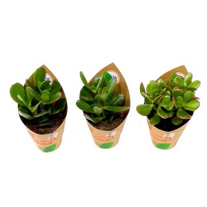3er-Set GROW by OBI Dickblatt Mix (Crassula) im Topf, verschiedene Sorten.