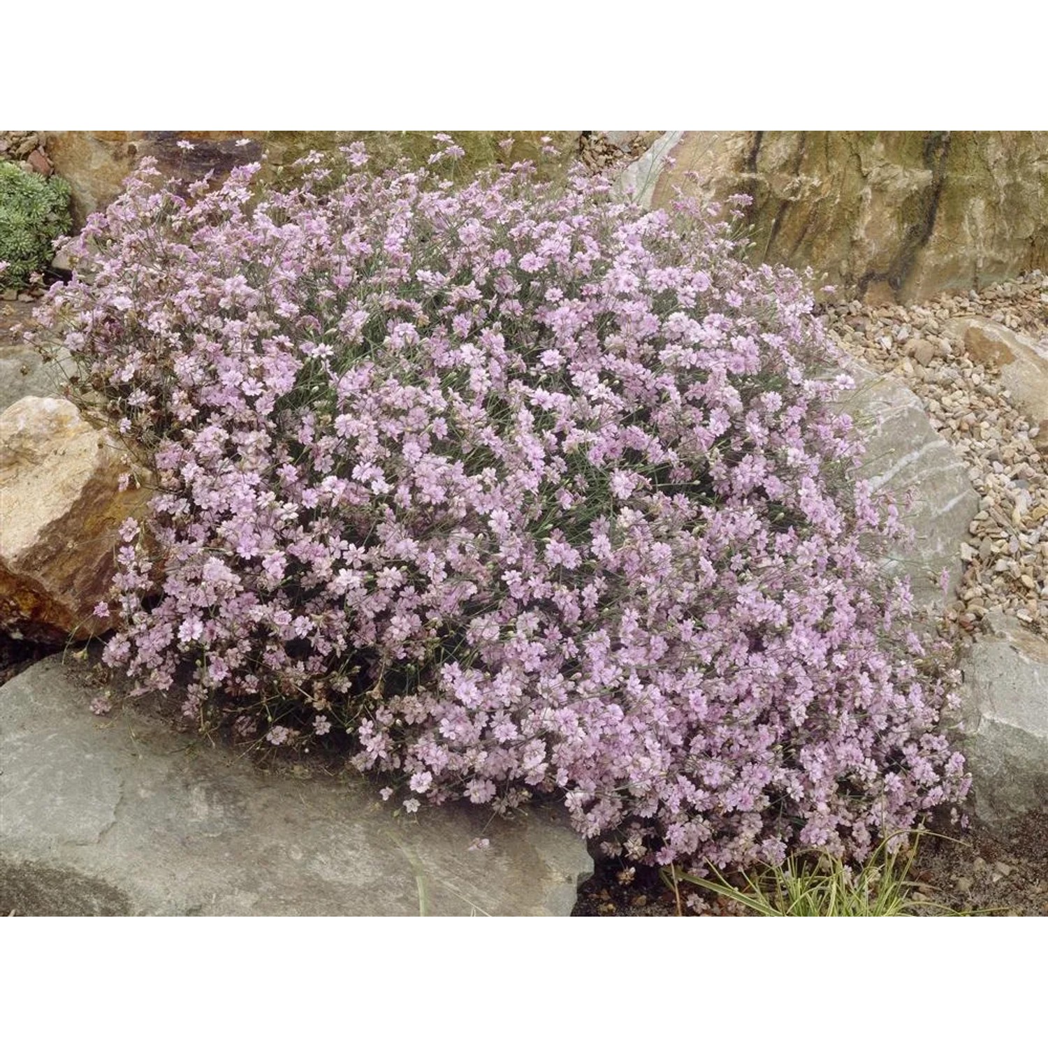 Moossteinbrech Rosenzwerg Rosa im 9 cm Topf, eine blühende Staude für halbschattige Standorte.