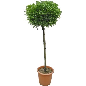 Sicheltanne Globosa Nana als Stämmchen im Topf, ca. 115 cm hoch.