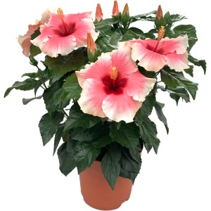 Chinesischer Roseneibisch Grace mit rosa-weißen Blüten im Topf, eine exotische Blühpflanze.