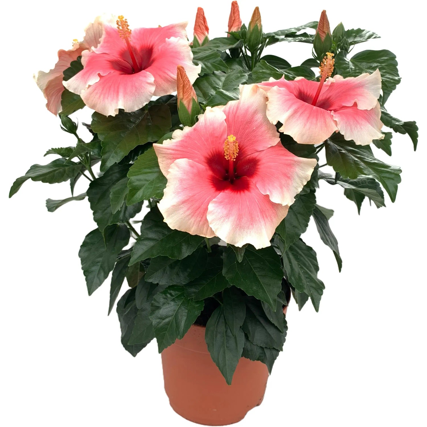 Chinesischer Roseneibisch "Grace" 30 - 40 cm Topf- 13 cm Hibiscus rosa-sinensis  kaufen bei OBI