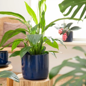 Scheurich Übertopf Solido 900, Ø 13cm, Mystic Blau, mit Pflanze im Wohnraum.